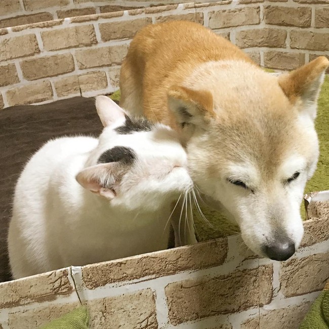 Tình bạn đẹp nhất Trái đất giữa anh mèo chảnh choẹ và chú chó già - Ảnh 12.