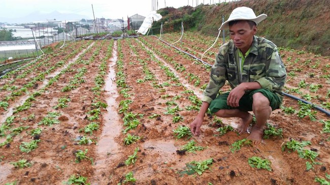 Một số điểm du lịch ở Đà Lạt ngập úng sau trận mưa đá kèm dông lốc - Ảnh 5.