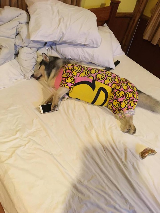 Chú chó quốc dân của Thái Lan gây sốt vì... đi đâu cũng mang theo gối, nằm đâu cũng ngủ được! - Ảnh 25.