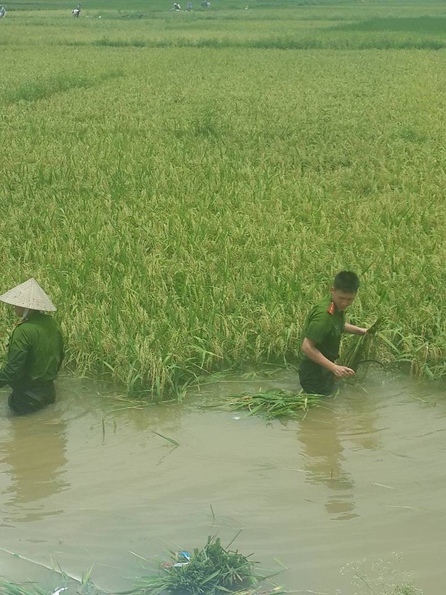 H&igrave;nh ảnh đẹp: Khi những người chiến sĩ lội b&ugrave;n, xuống đồng gặt l&uacute;a gi&uacute;p d&acirc;n - Ảnh 14.