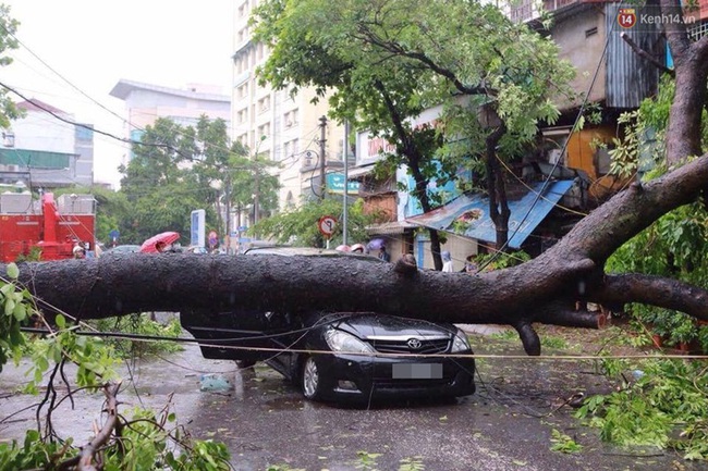 Hàng chục ô tô ở Hà Nội bị cây đè nát bét trong bão số 1 - Ảnh 13.