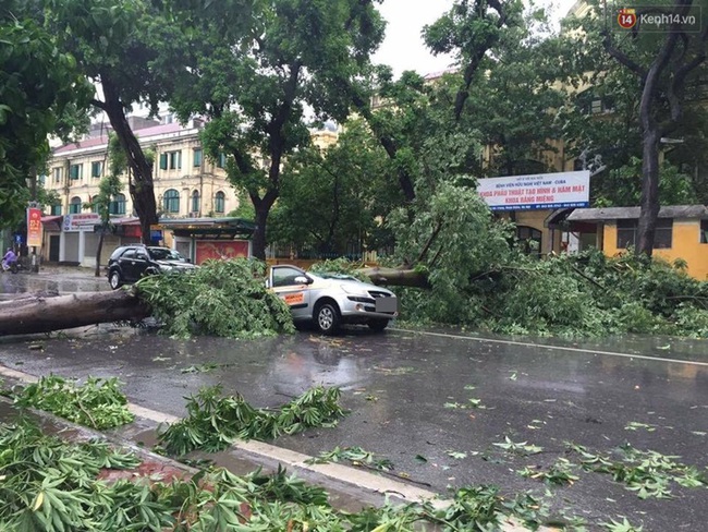 Hàng chục ô tô ở Hà Nội bị cây đè nát bét trong bão số 1 - Ảnh 2.