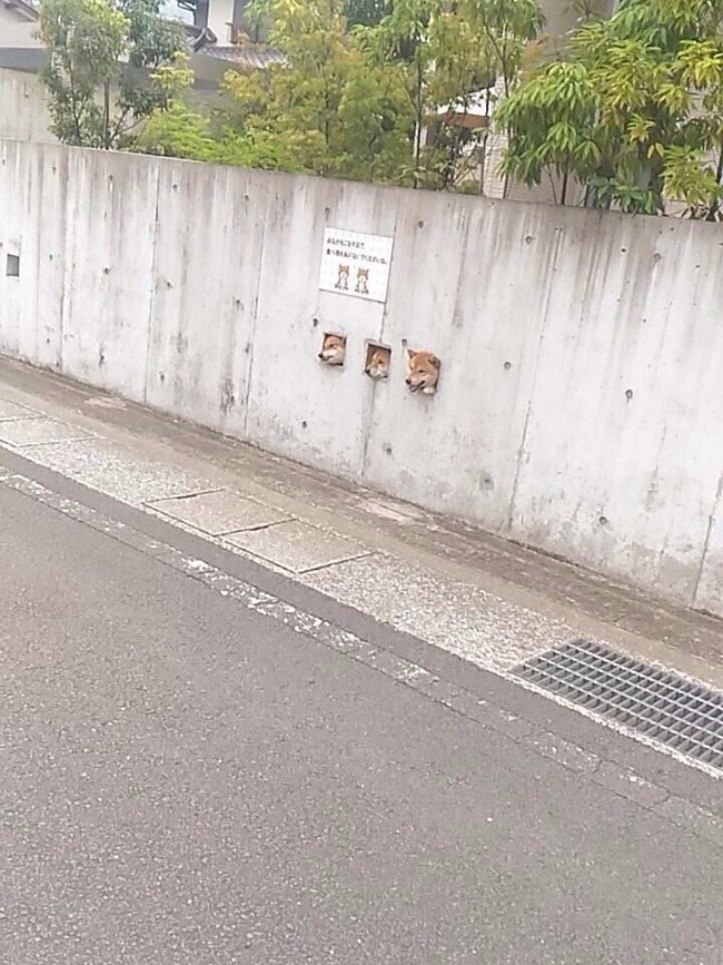 Để chó cưng có thể tự do ngắm phố phường, chủ nhà người Nhật đã... khoét tường chiều lòng chúng - Ảnh 2.