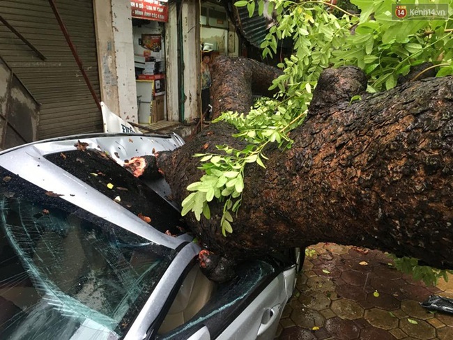 Hàng chục ô tô ở Hà Nội bị cây đè nát bét trong bão số 1 - Ảnh 12.