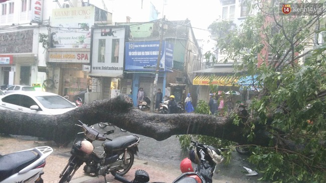Cây xà cừ đổ trong mưa lớn ở Sài Gòn, một nam thanh niên bị thương - Ảnh 1.