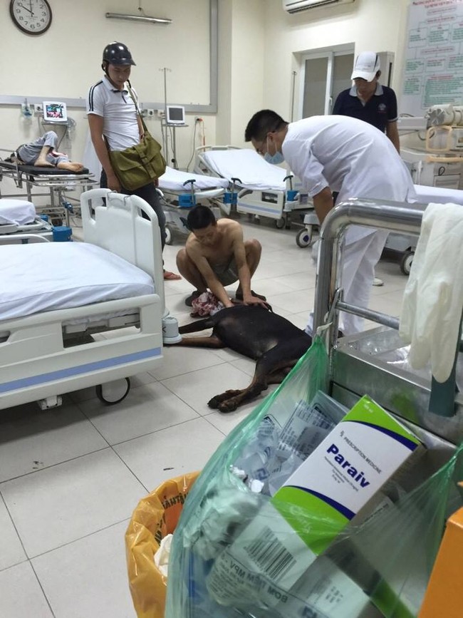 Clip: Người chủ ôm chú chó Doberman bị trọng thương gào thét giữa đường phố Hà Nội - Ảnh 5.