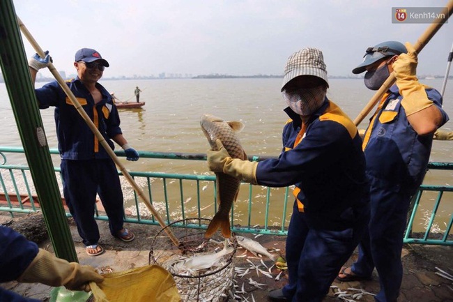 Hà Nội: Cá chết nổi trắng hồ Tây, mùi hôi thối bốc lên nồng nặc - Ảnh 11.