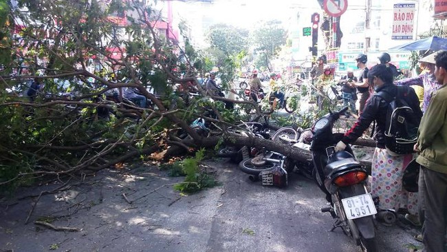 Ba người bị nh&aacute;nh c&acirc;y me t&acirc;y đ&egrave; tr&uacute;ng tr&ecirc;n đường phố S&agrave;i G&ograve;n - Ảnh 2.