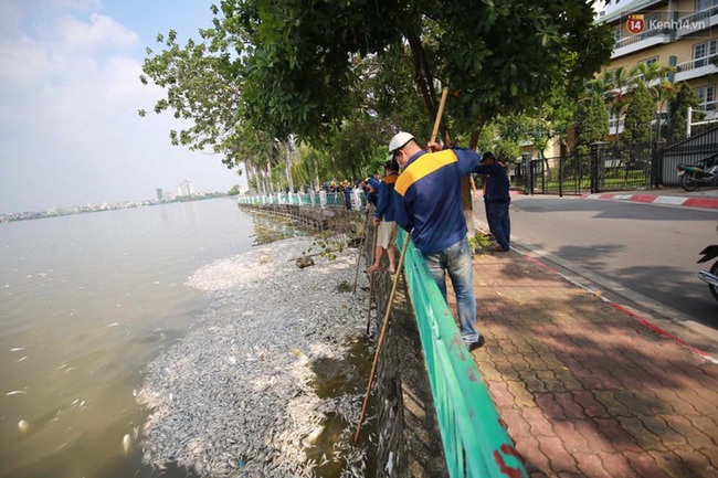 Hà Nội: Cá chết nổi trắng hồ Tây, mùi hôi thối bốc lên nồng nặc - Ảnh 13.