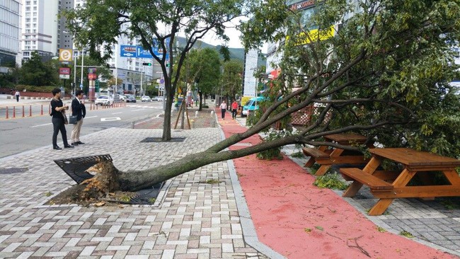 Cảnh tượng ngập lụt, đổ nát kinh hoàng sau bão tại siêu đô thị Busan của Hàn Quốc - Ảnh 19.