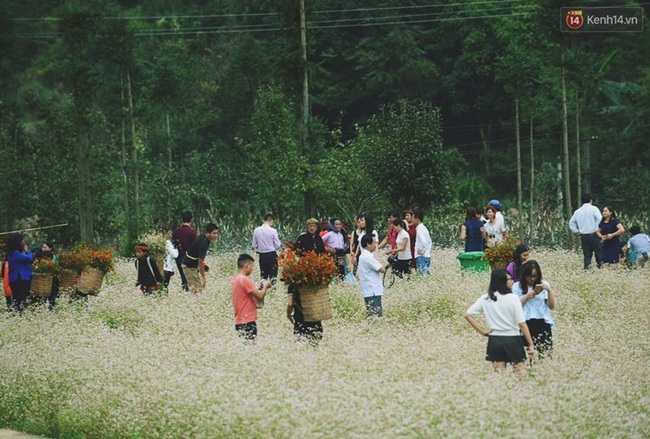 D&ograve;ng người lũ lượt k&eacute;o về thị trấn Đồng Văn để chụp ảnh với hoa tam gi&aacute;c mạch - Ảnh 10.