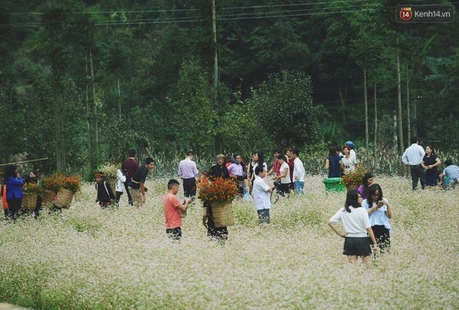 Dòng người lũ lượt kéo về thị trấn Đồng Văn để chụp ảnh với hoa tam giác mạch - Ảnh 10.