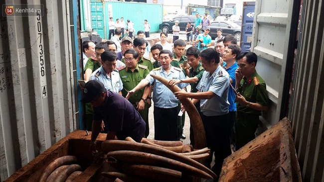 Ph&aacute;t hiện hơn 2 tấn ng&agrave; voi c&oacute; gi&aacute; h&agrave;ng trăm tỷ đồng b&ecirc;n trong xe container ở S&agrave;i G&ograve;n - Ảnh 3.