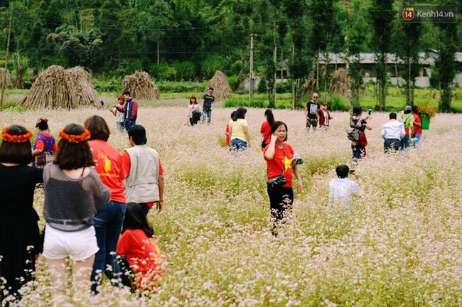 D&ograve;ng người lũ lượt k&eacute;o về thị trấn Đồng Văn để chụp ảnh với hoa tam gi&aacute;c mạch - Ảnh 2.