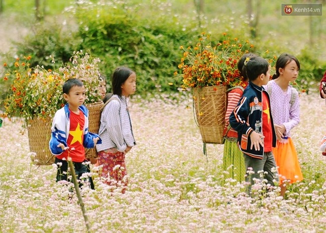 Dòng người lũ lượt kéo về thị trấn Đồng Văn để chụp ảnh với hoa tam giác mạch - Ảnh 7.