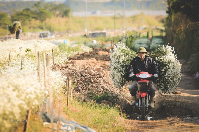 Photos of the day: Lại sắp t&agrave;n rồi một m&ugrave;a c&uacute;c họa mi - Ảnh 1.
