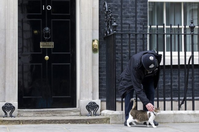 Con mèo ở dinh Thủ tướng Anh tiếp tục nhiệm kỳ mới sau khi ông Cameron rời đi - Ảnh 8.