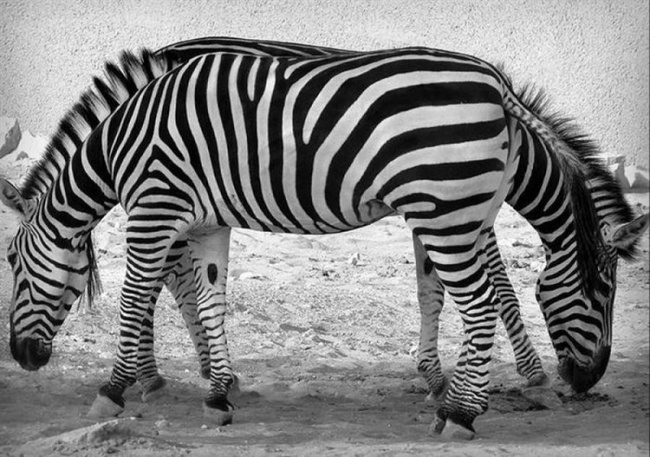 13 ảo ảnh thị gi&aacute;c tự nhi&ecirc;n khiến người ta cứ tưởng rằng đ&acirc;y l&agrave; Photoshop - Ảnh 18.