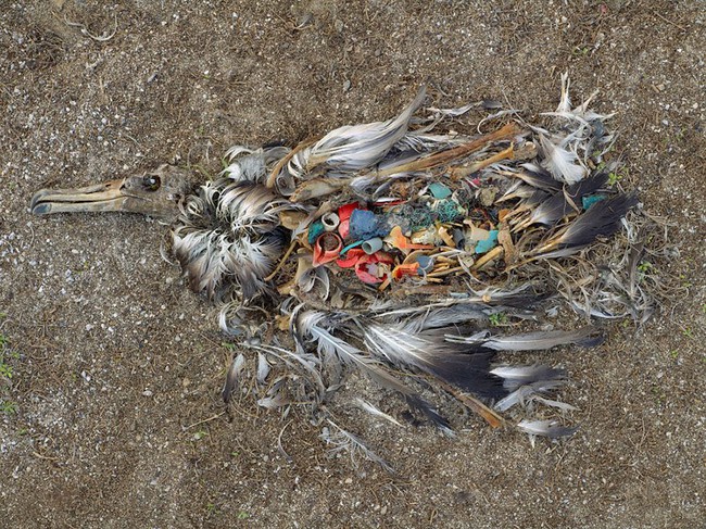Loạt ảnh chấn động cho thấy đại dương đang trở thành hố rác khổng lồ của nhân loại - Ảnh 18.