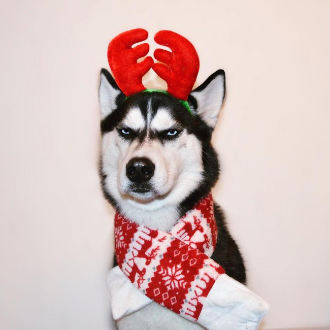 Chú chó với khuôn mặt khinh bỉ cả thế giới trở thành hiện tượng trên Instagram - Ảnh 17.