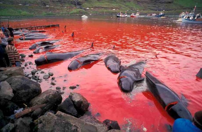 Bờ biển nhuốm màu đỏ máu sau vụ thảm sát cá voi hoa tiêu gây phẫn nộ toàn châu Âu - Ảnh 3.