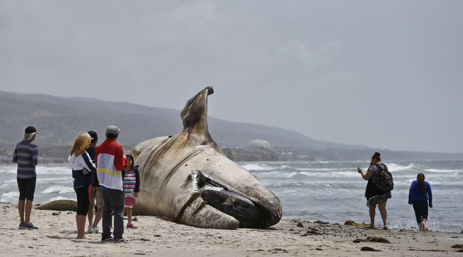 Mỹ: Bất chấp mùi hôi thối, người dân nô nức kéo đến chụp ảnh với xác cá voi 30 tấn dạt bờ - Ảnh 7.