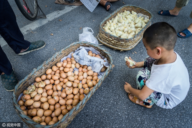 Nắng n&oacute;ng kinh ho&agrave;ng, trứng g&agrave; nở giữa đường c&aacute;i 50 độ C - Ảnh 6.