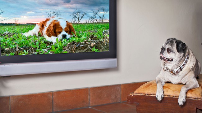 Chó nhà bạn thấy những gì khi ngồi xem TV? - Ảnh 2.
