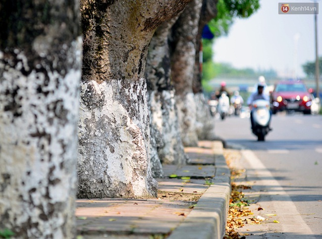 Chùm ảnh: Ngắm hàng cây cổ thụ xanh ngút mắt ở phố Kim Mã trước ngày di dời - Ảnh 2.