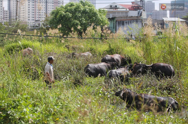 Giữa Sài Gòn phồn hoa, có người đàn ông chọn rời nhà cửa để sống du mục bên đàn trâu - Ảnh 2.