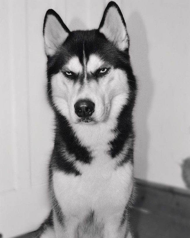 Chú chó với khuôn mặt khinh bỉ cả thế giới trở thành hiện tượng trên Instagram - Ảnh 18.