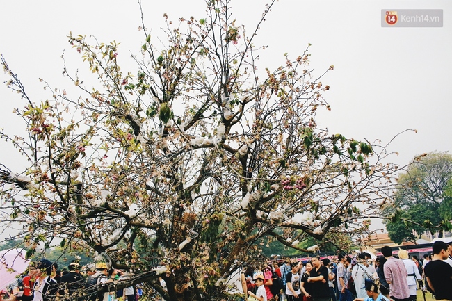 Lễ hội hoa anh đ&agrave;o tại H&agrave; Nội: C&acirc;y anh đ&agrave;o h&eacute;o rũ khiến nhiều người chưng hửng đi về! - Ảnh 13.