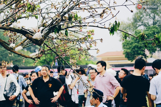 Lễ hội hoa anh đào tại Hà Nội: Cây anh đào héo rũ khiến nhiều người chưng hửng đi về! - Ảnh 8.
