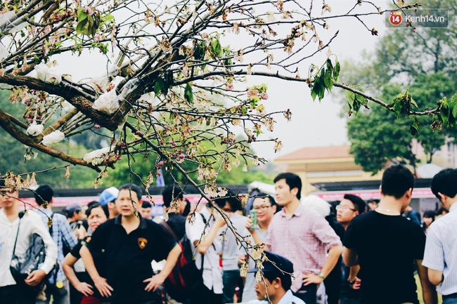 Lễ hội hoa anh đ&agrave;o tại H&agrave; Nội: C&acirc;y anh đ&agrave;o h&eacute;o rũ khiến nhiều người chưng hửng đi về! - Ảnh 8.
