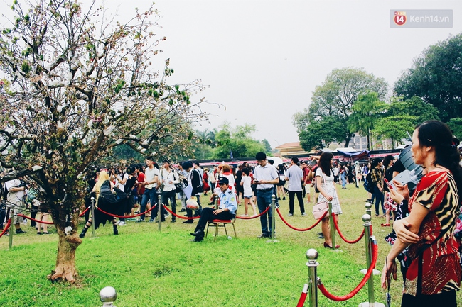 Lễ hội hoa anh đào tại Hà Nội: Cây anh đào héo rũ khiến nhiều người chưng hửng đi về! - Ảnh 10.