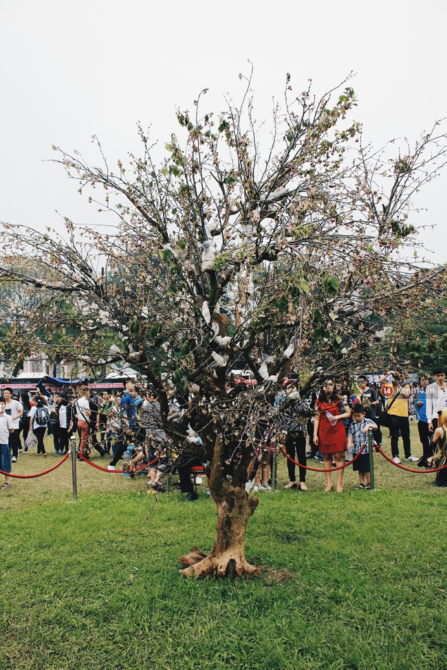 Lễ hội hoa anh đào tại Hà Nội: Cây anh đào héo rũ khiến nhiều người chưng hửng đi về! - Ảnh 5.
