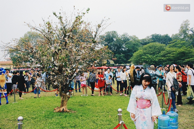 Lễ hội hoa anh đ&agrave;o tại H&agrave; Nội: C&acirc;y anh đ&agrave;o h&eacute;o rũ khiến nhiều người chưng hửng đi về! - Ảnh 9.
