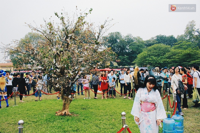 Lễ hội hoa anh đào tại Hà Nội: Cây anh đào héo rũ khiến nhiều người chưng hửng đi về! - Ảnh 9.