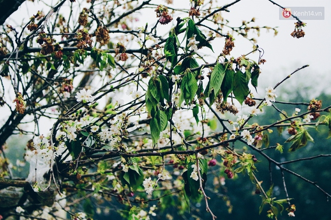 Lễ hội hoa anh đ&agrave;o tại H&agrave; Nội: C&acirc;y anh đ&agrave;o h&eacute;o rũ khiến nhiều người chưng hửng đi về! - Ảnh 14.