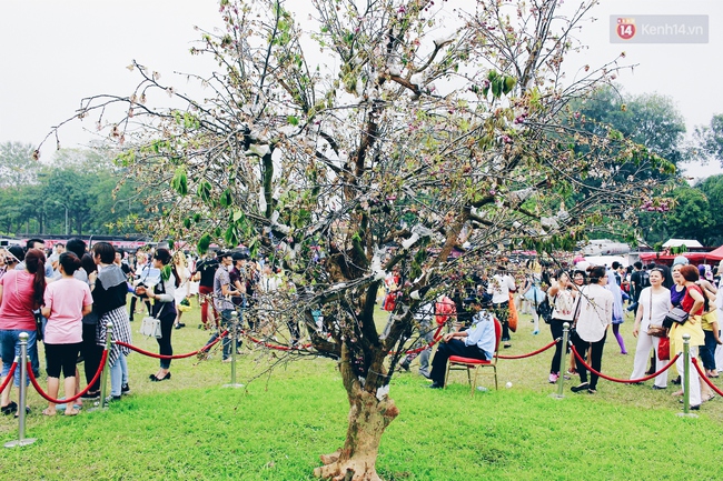 Lễ hội hoa anh đ&agrave;o tại H&agrave; Nội: C&acirc;y anh đ&agrave;o h&eacute;o rũ khiến nhiều người chưng hửng đi về! - Ảnh 15.