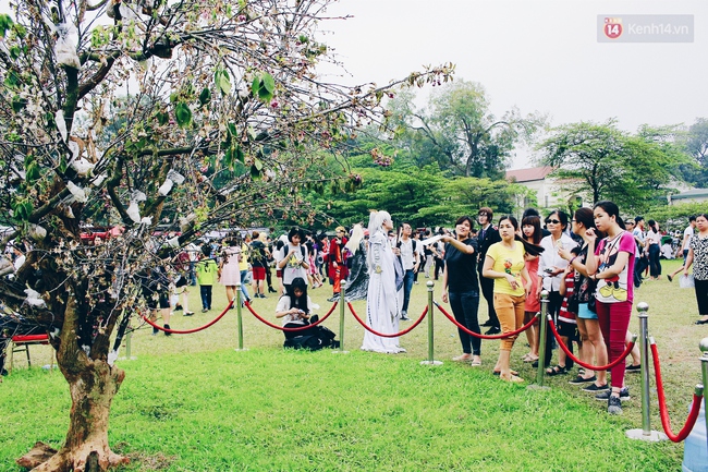 Lễ hội hoa anh đào tại Hà Nội: Cây anh đào héo rũ khiến nhiều người chưng hửng đi về! - Ảnh 16.