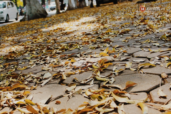 Người Hà Nội thích thú chụp ảnh với những con đường trải thảm lá vàng - Ảnh 3.