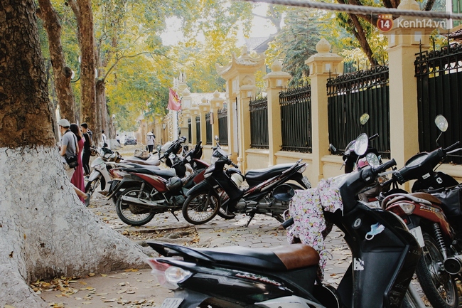 Người Hà Nội thích thú chụp ảnh với những con đường trải thảm lá vàng - Ảnh 11.