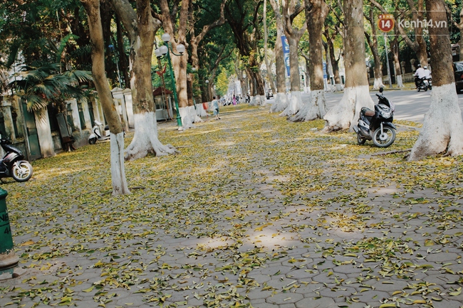 Người Hà Nội thích thú chụp ảnh với những con đường trải thảm lá vàng - Ảnh 2.