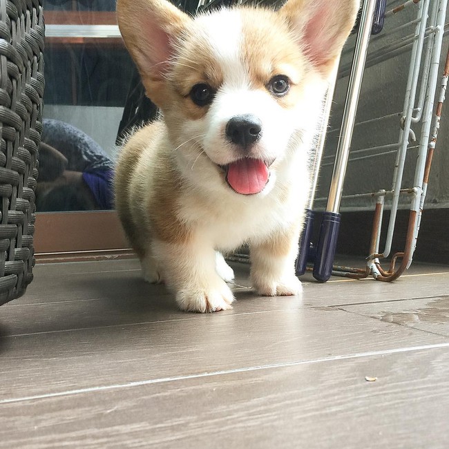 Siêu đáng yêu: Em cún Corgi mặt ngố, chân ngắn và cuộc chiến không cân sức với cái cầu thang - Ảnh 9.