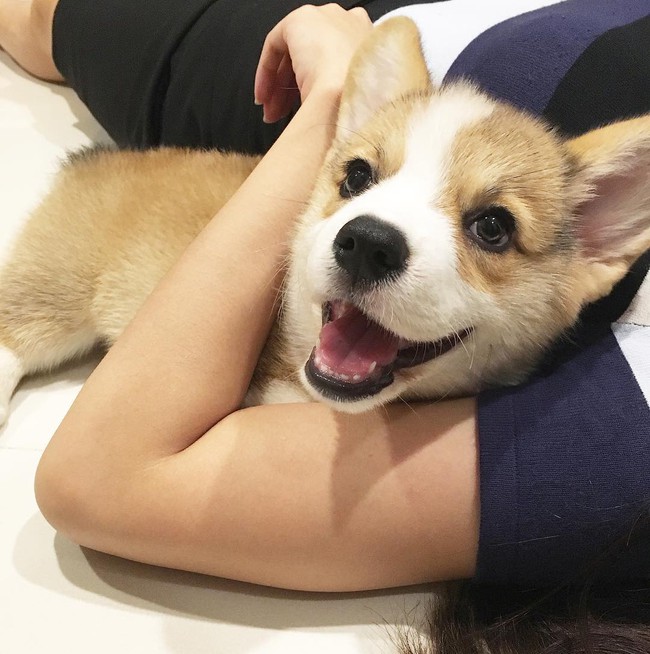 Siêu đáng yêu: Em cún Corgi mặt ngố, chân ngắn và cuộc chiến không cân sức với cái cầu thang - Ảnh 5.