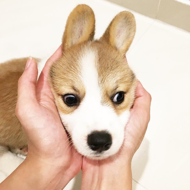 Siêu đáng yêu: Em cún Corgi mặt ngố, chân ngắn và cuộc chiến không cân sức với cái cầu thang - Ảnh 15.