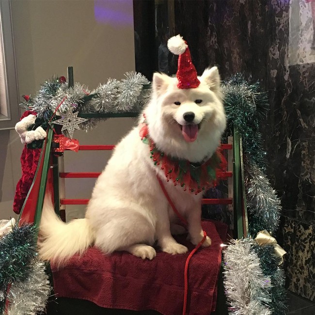 Chú chó cosplay tuần lộc đáng yêu nhất mùa Giáng sinh - Ảnh 12.
