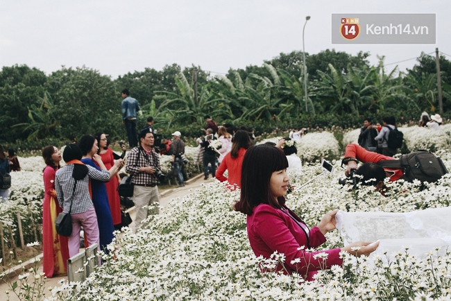 Cúc họa mi nở rộ, cả vùng Nhật Tân vào mùa hốt bạc - Ảnh 11.