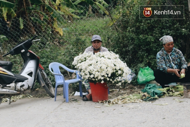 C&uacute;c họa mi nở rộ, cả v&ugrave;ng Nhật T&acirc;n v&agrave;o m&ugrave;a hốt bạc - Ảnh 13.